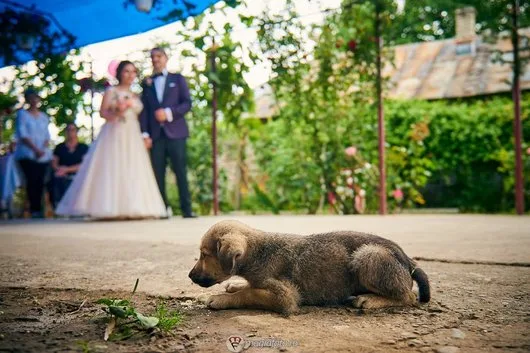 Servicii foto si video - Bucuresti