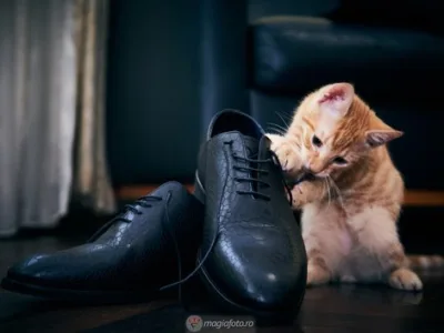 Servicii foto si video - Bucuresti