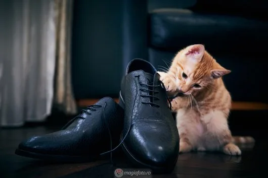 Servicii foto si video - Bucuresti