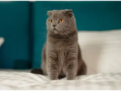 Fotograf - Corbeanca