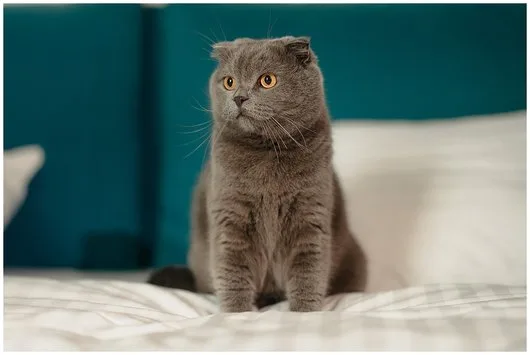 Fotograf - Corbeanca