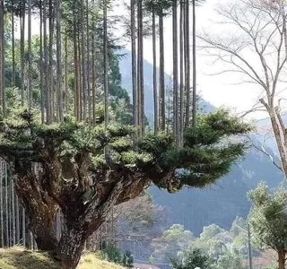 Videograf - Bucuresti