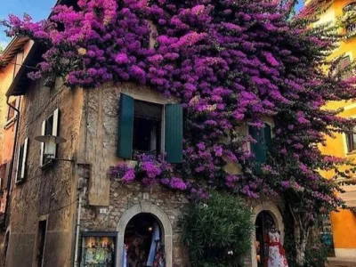 Videograf - Bucuresti