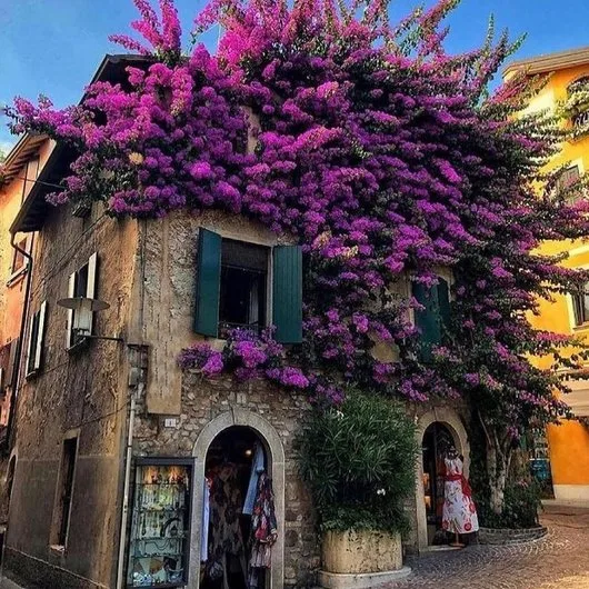 Videograf - Bucuresti