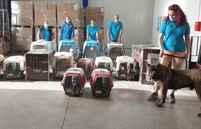 Transport aerian animale de companie - Bucuresti