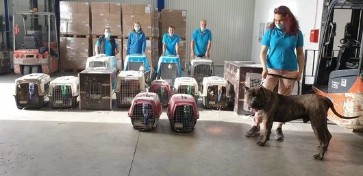 Transport aerian animale de companie - Bucuresti