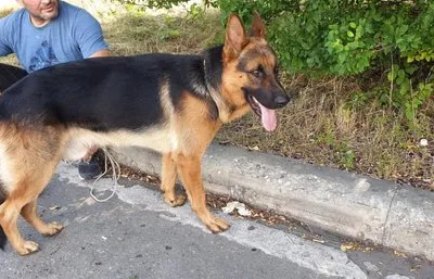 Transport aerian animale de companie - Bucuresti