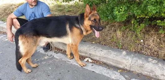 Transport aerian animale de companie - Bucuresti