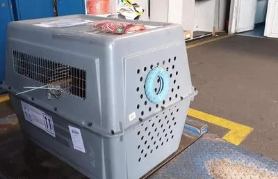 Transport aerian animale de companie - Bucuresti