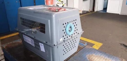 Transport aerian animale de companie - Bucuresti