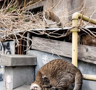 Fotograf - Bucuresti