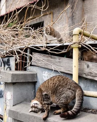 Fotograf - Bucuresti