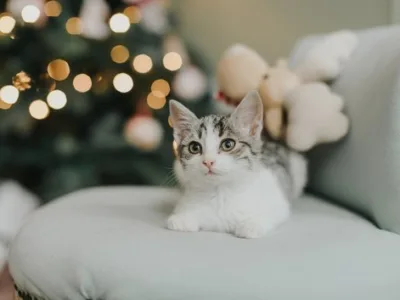 Fotograf - Bucuresti