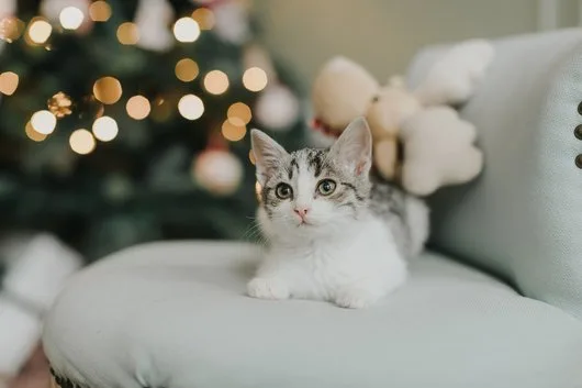 Fotograf - Bucuresti