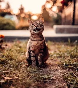 Fotograf - Bucuresti