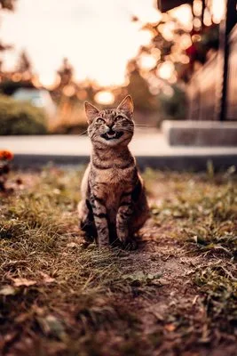 Fotograf - Bucuresti