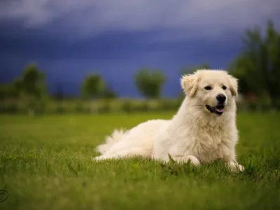 Cinematografie de nunta - Bucuresti