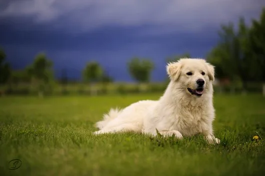 Cinematografie de nunta - Bucuresti