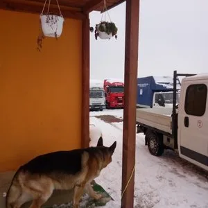 Trans -port marfa si mutari mobila - Brasov