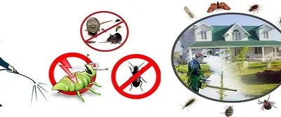 Servicii de curatenie si deratizare - Bucuresti