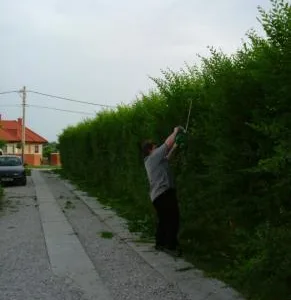 Sfantu Gheorghe / Covasna - Gard Viu Minune - planta cu crestere rapida