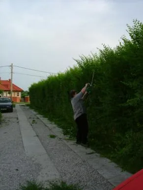 Sfantu Gheorghe / Covasna - Gard Viu Minune - planta cu crestere rapida
