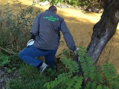 Dezinsectie - deratizare si dezinfectie Bucuresti - Ilfov