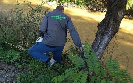 Dezinsectie - deratizare si dezinfectie Bucuresti - Ilfov