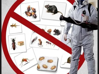 Deratizare - Dezinsectie - Dezinfectie - Bucuresti