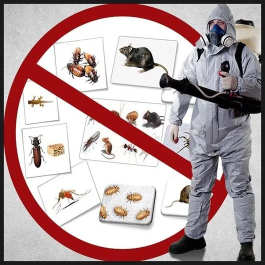 Deratizare - Dezinsectie - Dezinfectie - Bucuresti