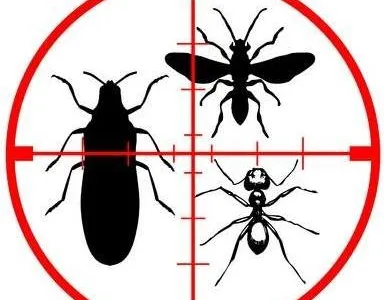 Dezinsectie - Deratizare si Dezinfectie Bucuresti - Ilfov