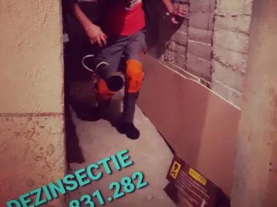 Servicii DDD Bucuresti