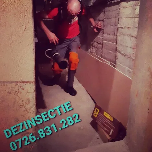 Servicii DDD Bucuresti