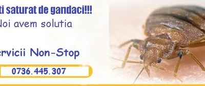 Larvet Dezinsectie Deratizare Non -Stop Bucuresti