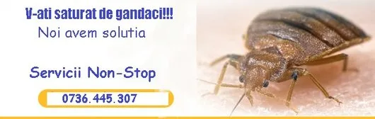 Larvet Dezinsectie Deratizare Non -Stop Bucuresti