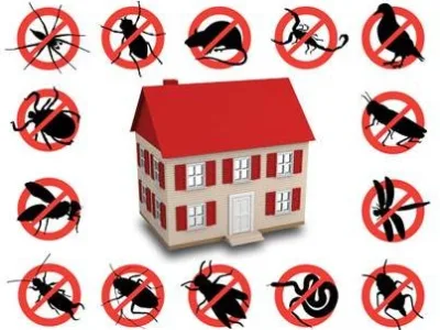 Servicii profesionale DDD Bucuresti