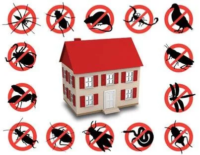 Servicii profesionale DDD Bucuresti