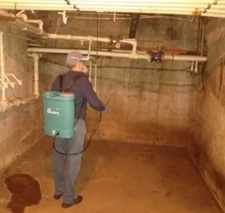 Deratizare - dezinsectie si dezinfectie - Bucuresti