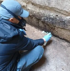 Deratizare - dezinsectie si dezinfectie - Bucuresti