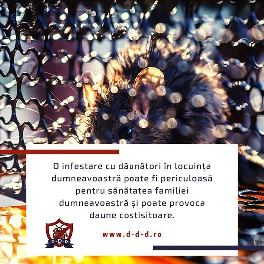 Dezinsectie - Deratizare Bucuresti - Ilfov