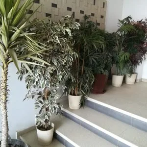 Firma de curatenie - Bucuresti