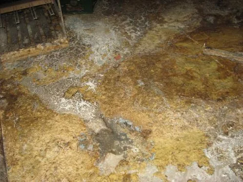 Servicii curatenie Bucuresti