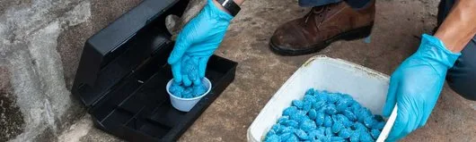 Servicii DDD Bucuresti