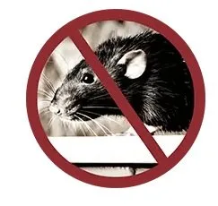 Dezinsectie - dezinfectie - deratizare - Bucuresti