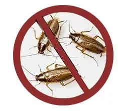 Dezinsectie - dezinfectie - deratizare - Bucuresti