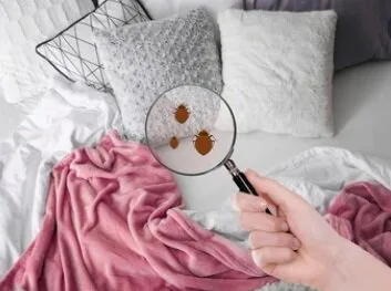 Servicii deratizare - dezinfectie si dezinsectie - Bucuresti