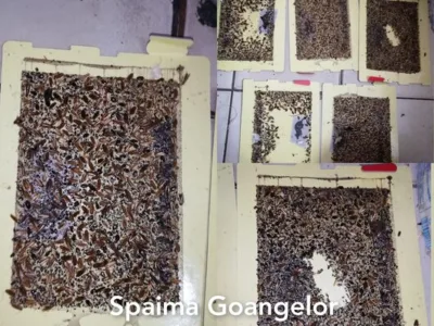 Deratizare / Dezinsectie / Dezinfectie Bucuresti si Ilfov