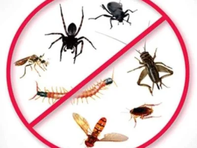 Deratizare / Dezinsectie / Dezinfectie Bucuresti si Ilfov