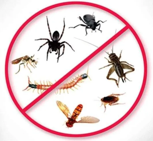 Deratizare / Dezinsectie / Dezinfectie Bucuresti si Ilfov