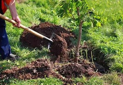 Bucuresti - gardening si horticultura